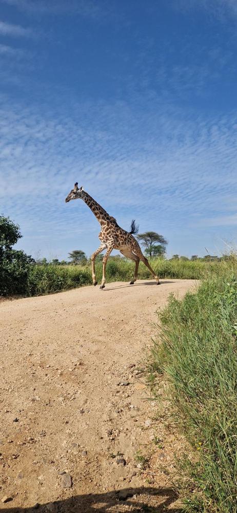 Une girafe traverse une piste