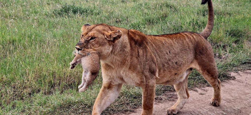 Une lionne porte son lionceau